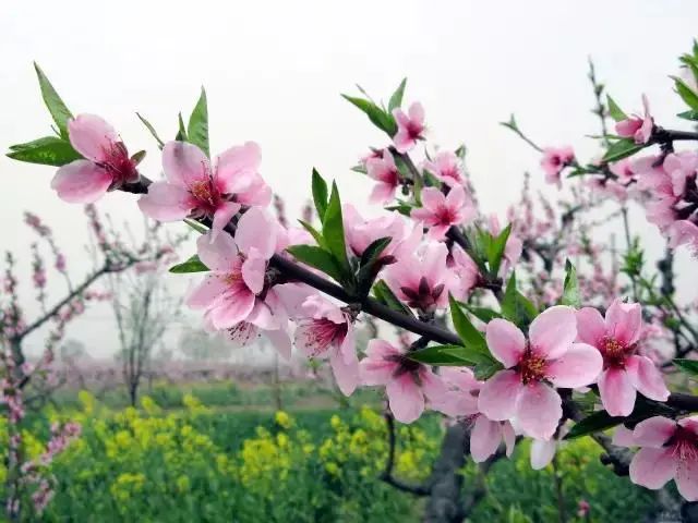 桃花杏花樱花梨花李花分不清