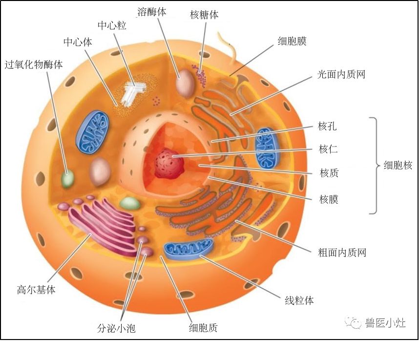 粗面内质网:表面附着  核糖体,功能是  合成,运输蛋白 滑面内质网