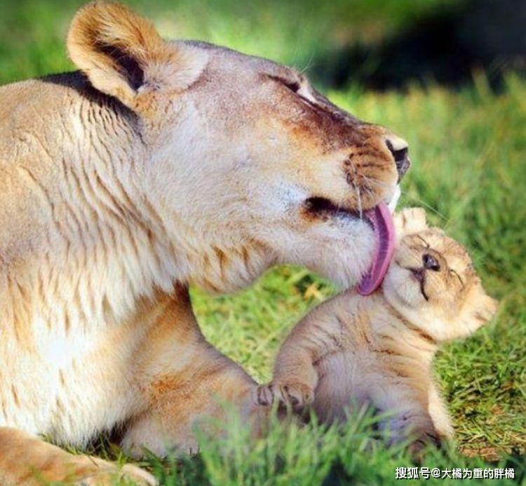 母爱是这世界最纯洁的爱!14张充满爱意的动物母子合照