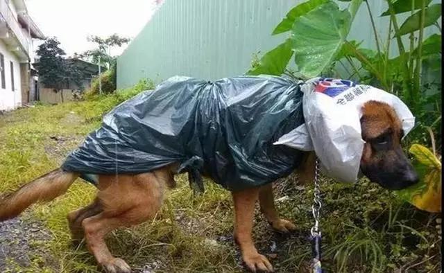 狗：我恨老天爷，没事下什么雨！