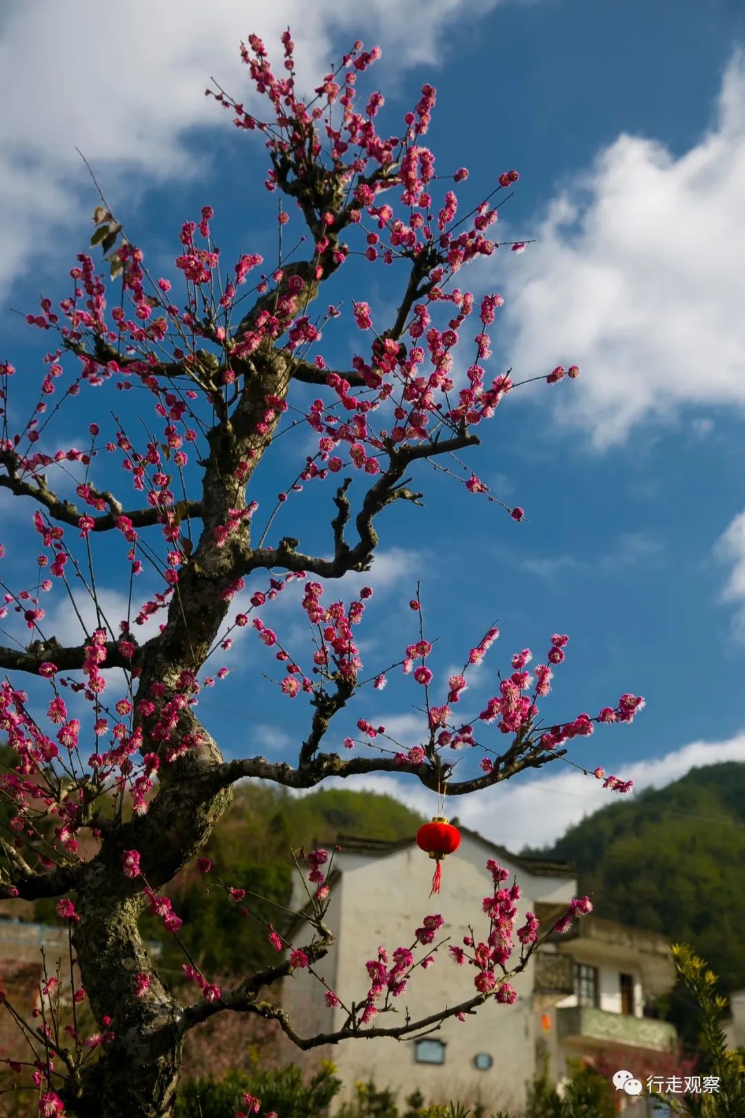 行走徽州|卖花千年有渔村_梅花