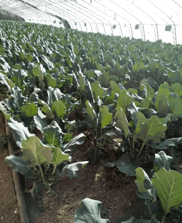 壁纸 成片种植 风景 植物 种植基地 桌面 640_781 gif 动态图 动图