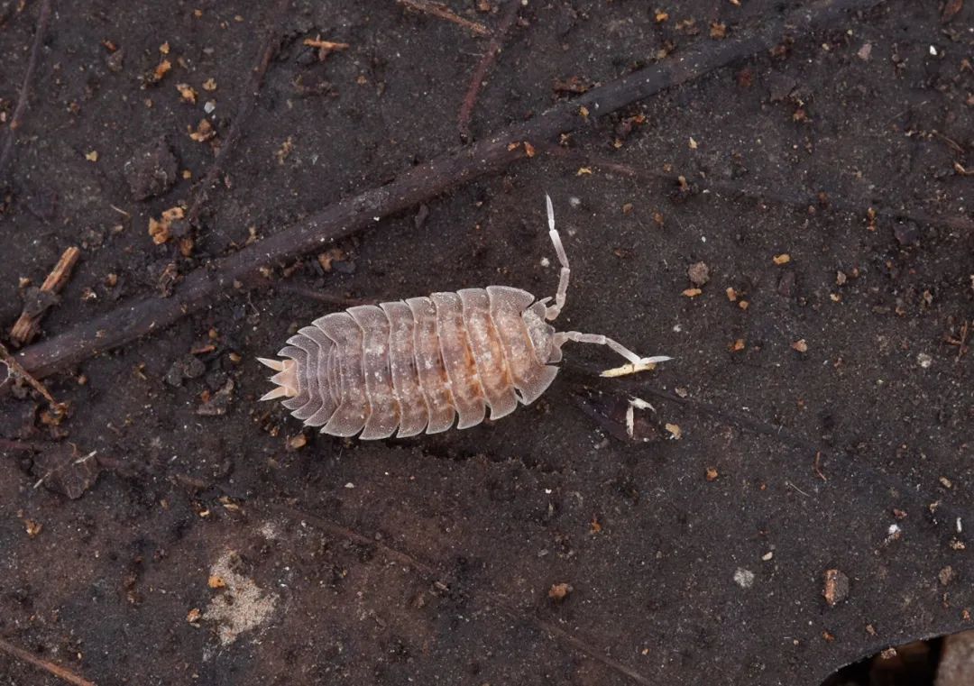 船形虫 nagurus sp., 白色小屁股