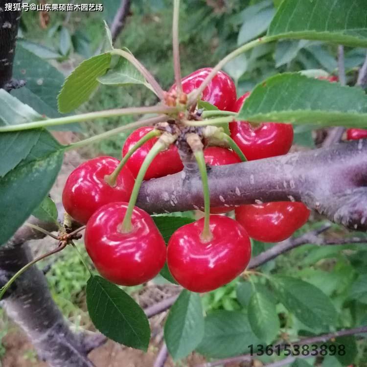 瑞德樱桃苗的主要特点大樱桃苗定植后立即定干的重要性