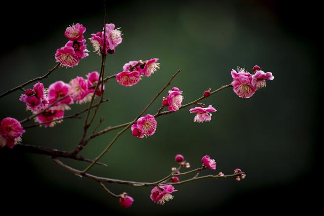 又是一年春来到,诗情画意红梅花