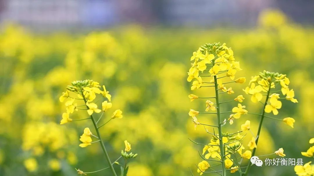 速看!库宗桥华山村的油菜地里又长出了新"花样"