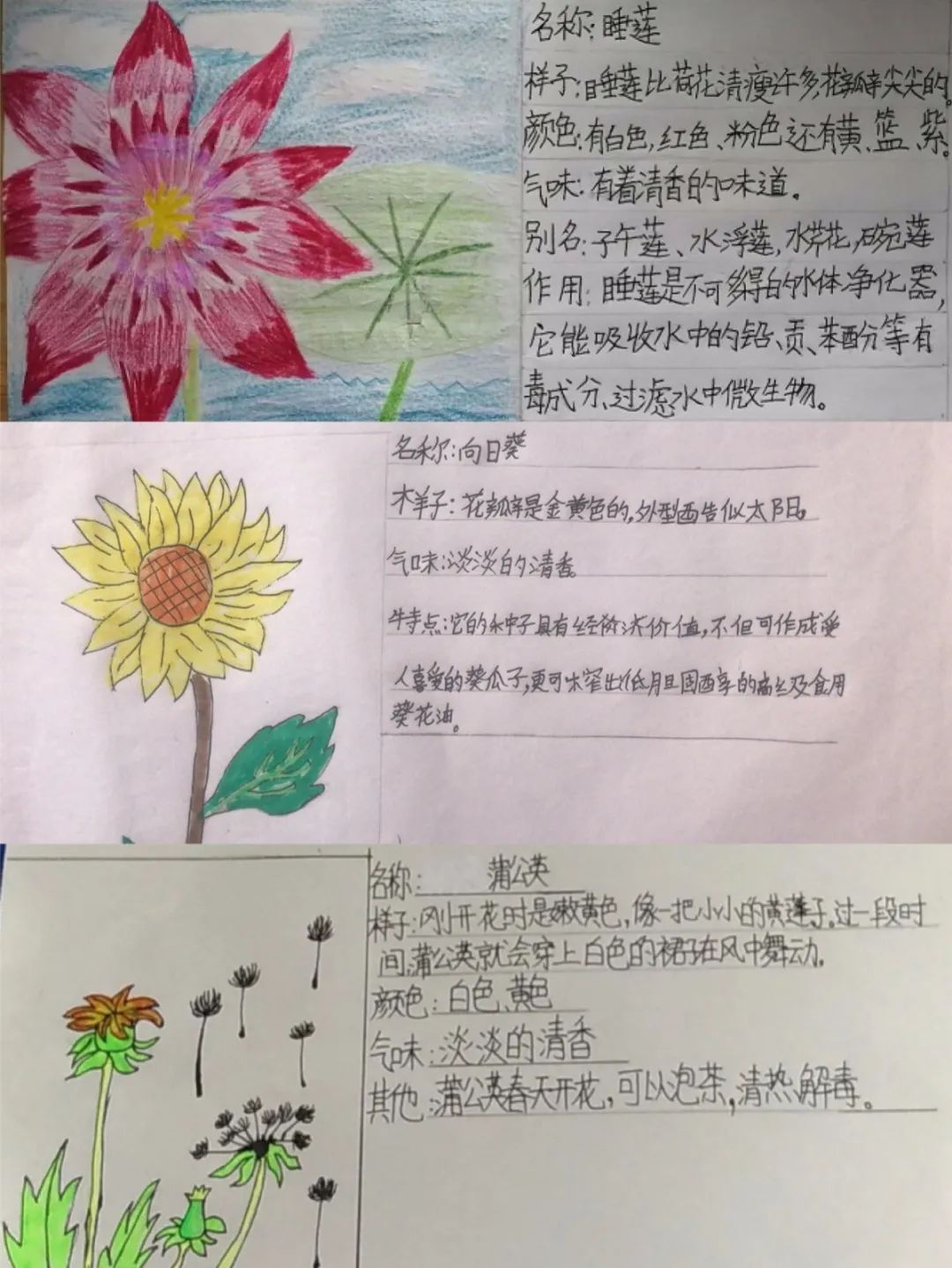 作业植物卡检查作业文:陈秀飞图:三年级班主任审稿:黄桂香返回搜狐