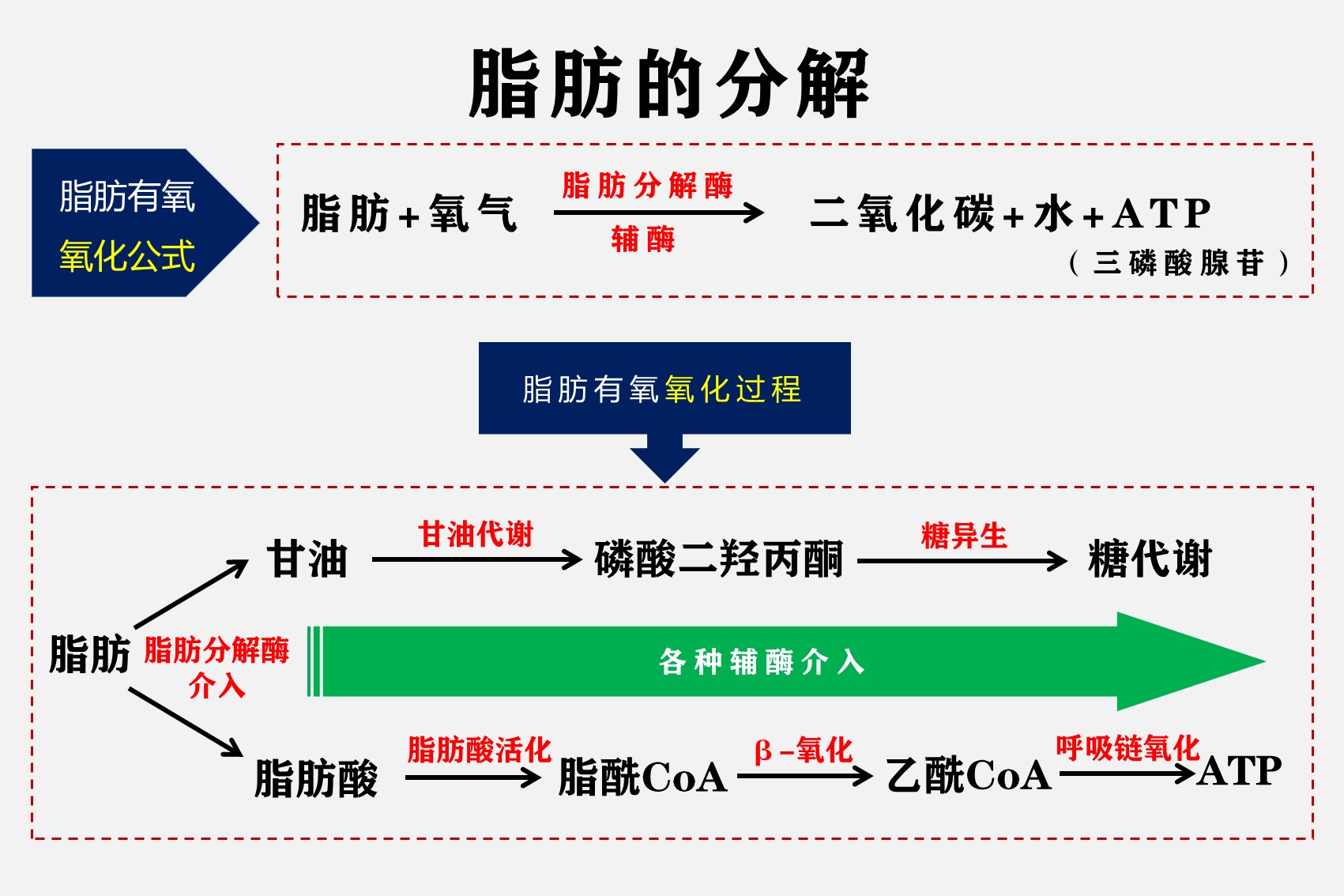 想要科学减脂?先了解一下脂肪分解的原理吧_人体