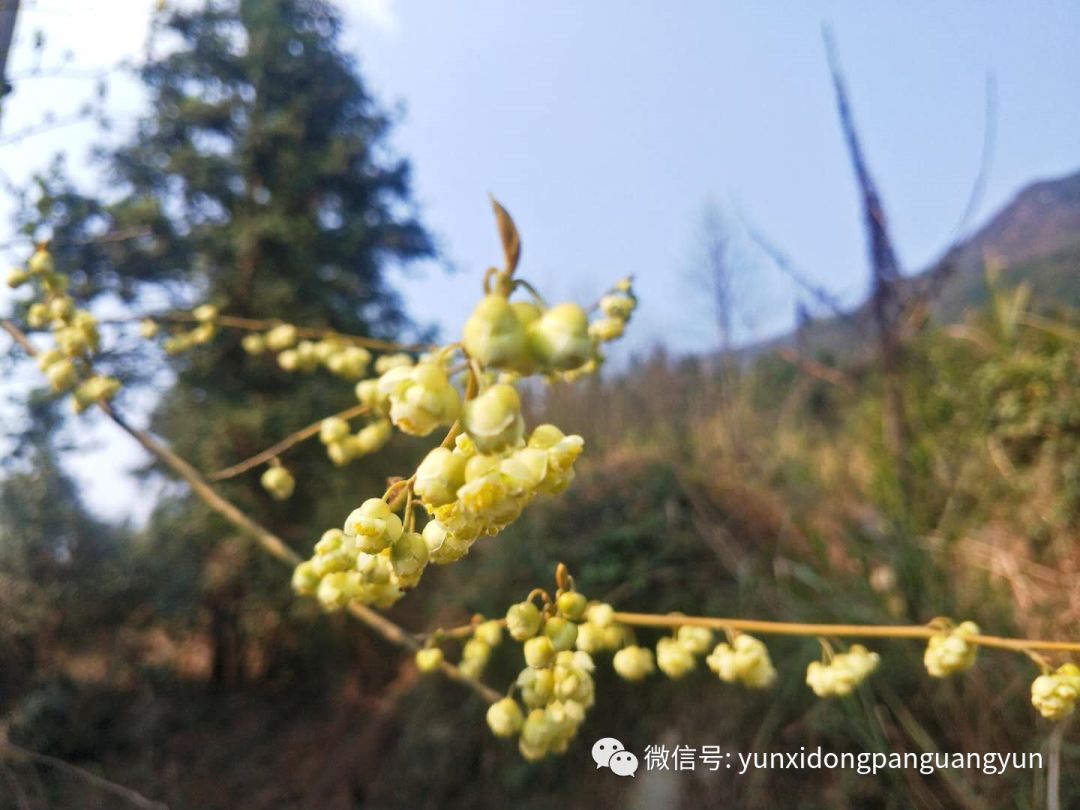 木姜子花,图片摄于囤谷园"以前搬菜运菜,都有工人送到小区值守点,我们