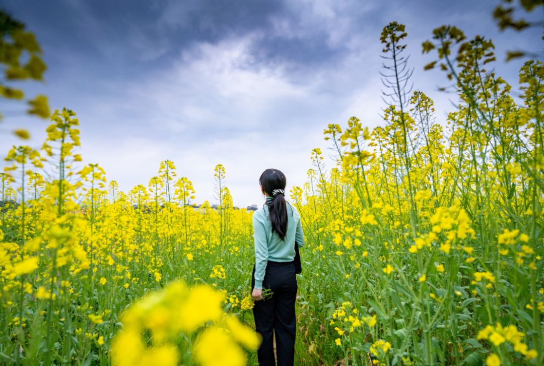 接下来放一波美图 除了里泉村的油菜花 万载迎宾大道电力局旁 也有一