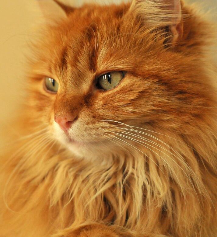 为什么会有长毛橘,长毛橘猫是怎么来的_品种