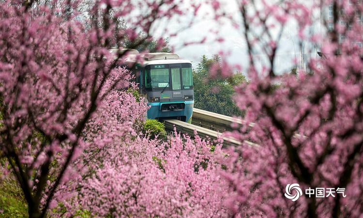 重庆轨道沿途桃花绽放列车花丛中驶往春天