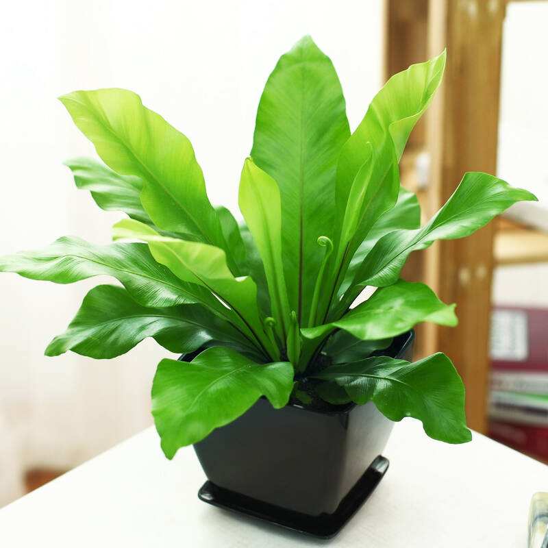 20种青岛植物墙常用植物(附图)