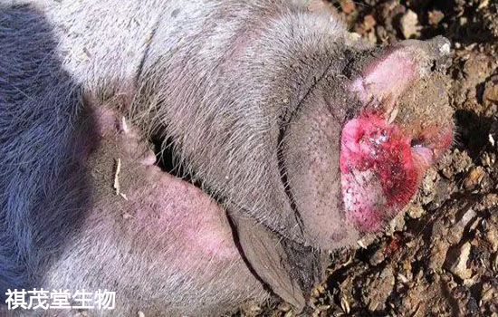 一例猪场感染非洲猪瘟的发病史分析,可以抵抗非瘟病毒