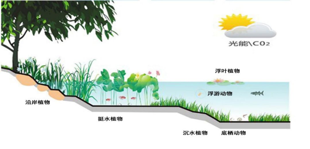 分解者,形成完整的食物链,生态链,强化生物多样性,对河道进行生态修复