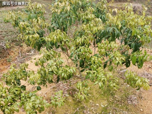 荔枝瘿螨引起的毛毡病危害有多大轻则减产重则绝收怎么办