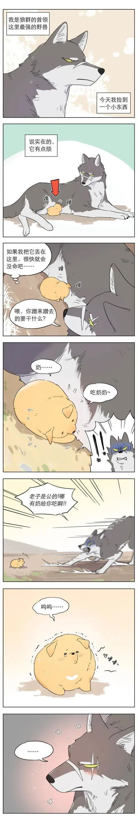 狼王捡到只小奶狗,是爱情的感觉[漫画]