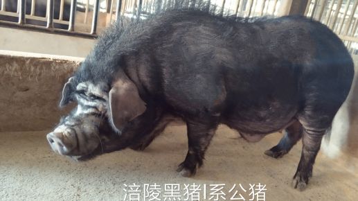 《中国地方猪种资源场种质资源图谱手册》企业展播 —