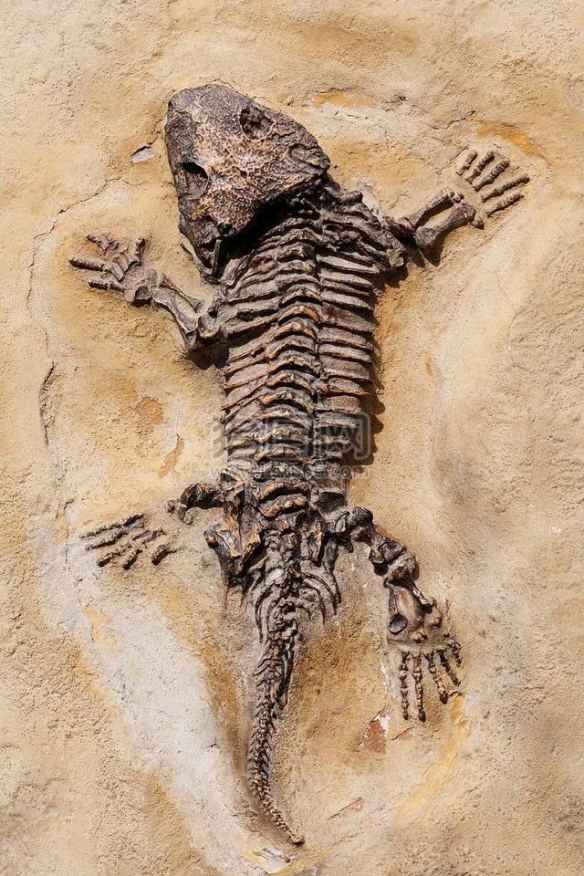 4,神秘动物的化石遗骸