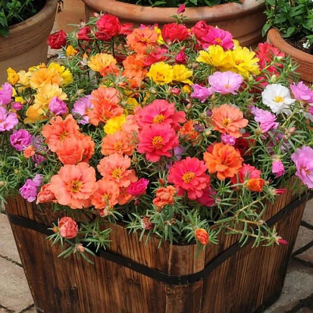 哪些花可以种到花盆里 9d10b1eb4a87442fbbc878cc66b590d1.jpeg