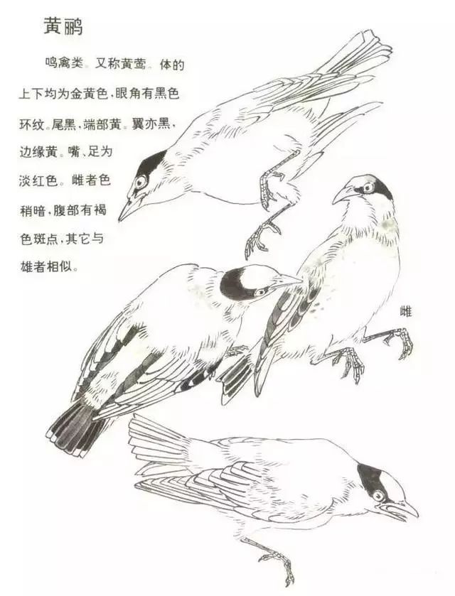 视频教程黄鹂鸟的画法1想好布局,重头逆毫,澄黄色画头2初学者,可以