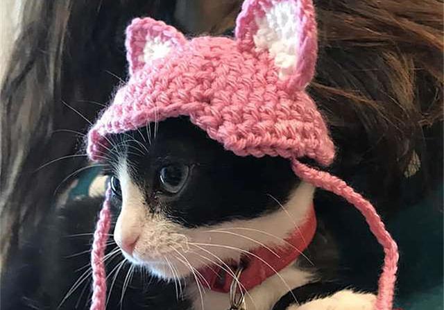 奶牛猫的奇妙猫生,"猫耳朵"失而复得,还遇到善良的铲屎官