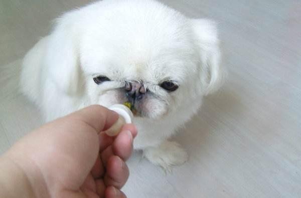 幼犬流黄鼻涕怎么办