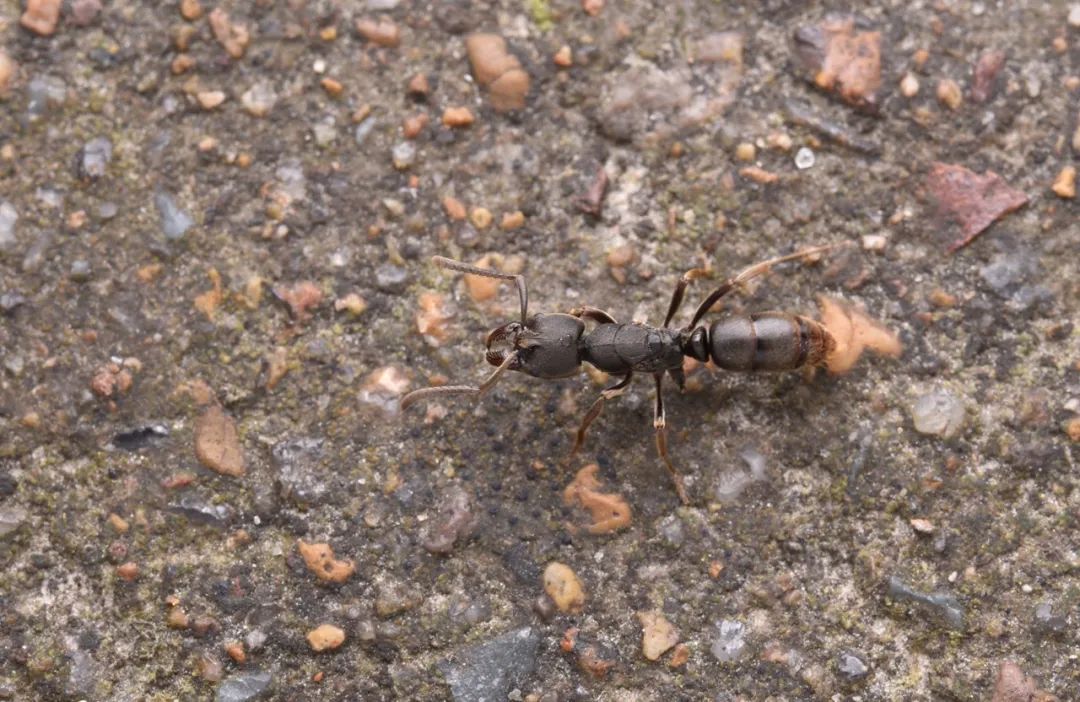 造型奇葩的瘤颚蚁 strumigenys sp.