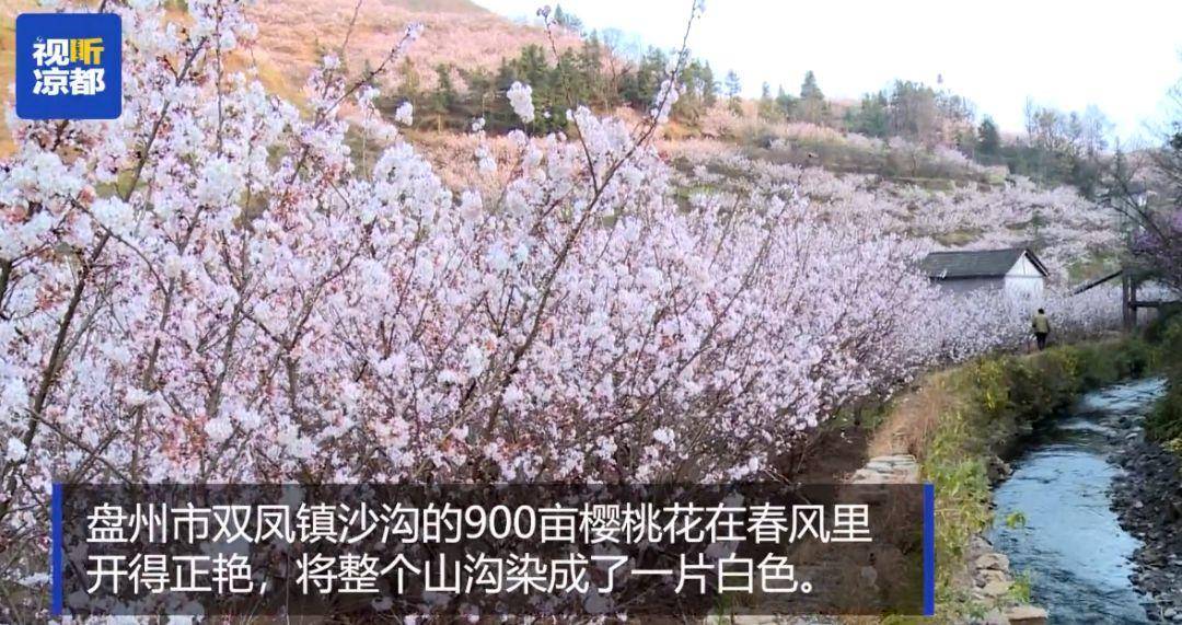 这里900亩樱桃花开满山头!疫情挡不住