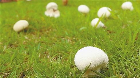 乔治蘑;棕灰口蘑,别灰蘑,小灰蘑和杨树口蘑四个种;白桩菇属主要种为雷