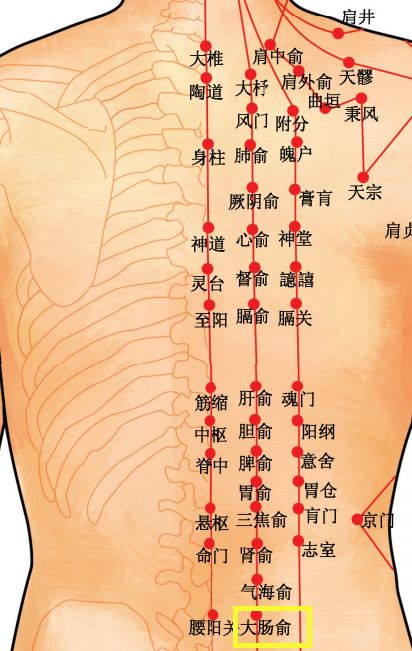 穴位知识   十二经脉·足太阳膀胱经之大肠俞