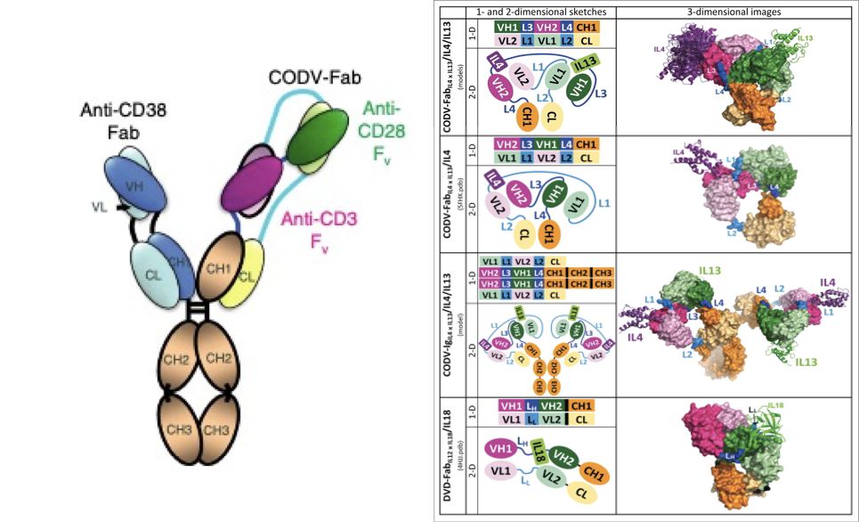 cd28是否会打破双特异抗体的格局