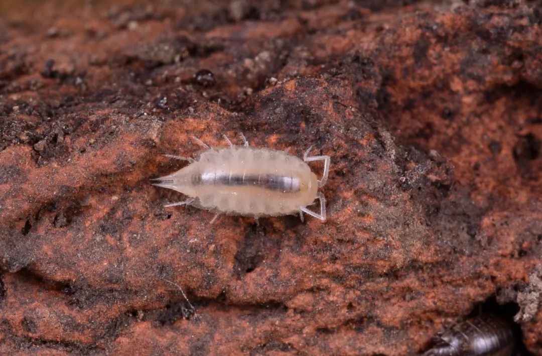 白变异的缅阴虫 burmoniscus sp.