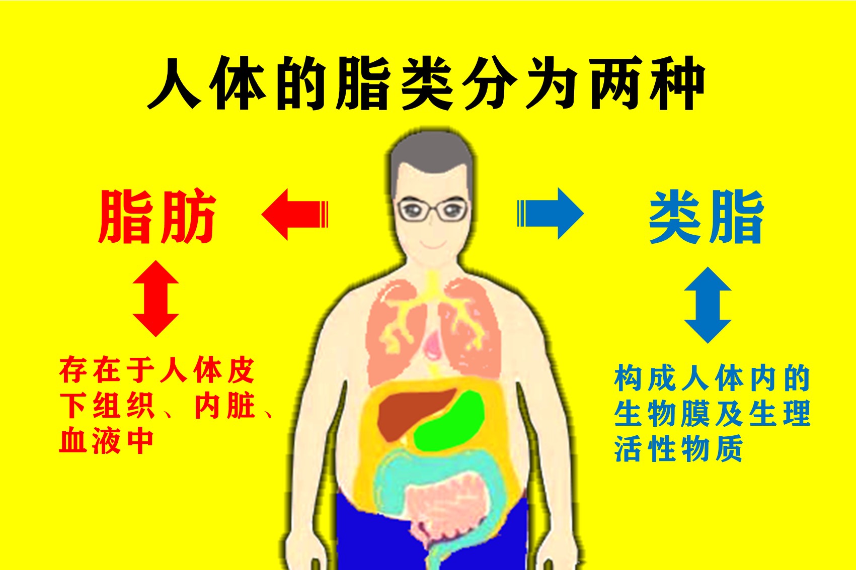 先了解一下脂肪分解的原理吧_人体