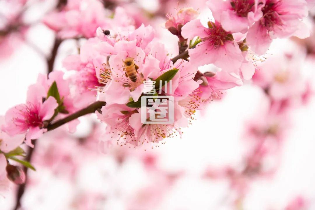 富川这片桃花美如仙境,但千万别来打卡!因为