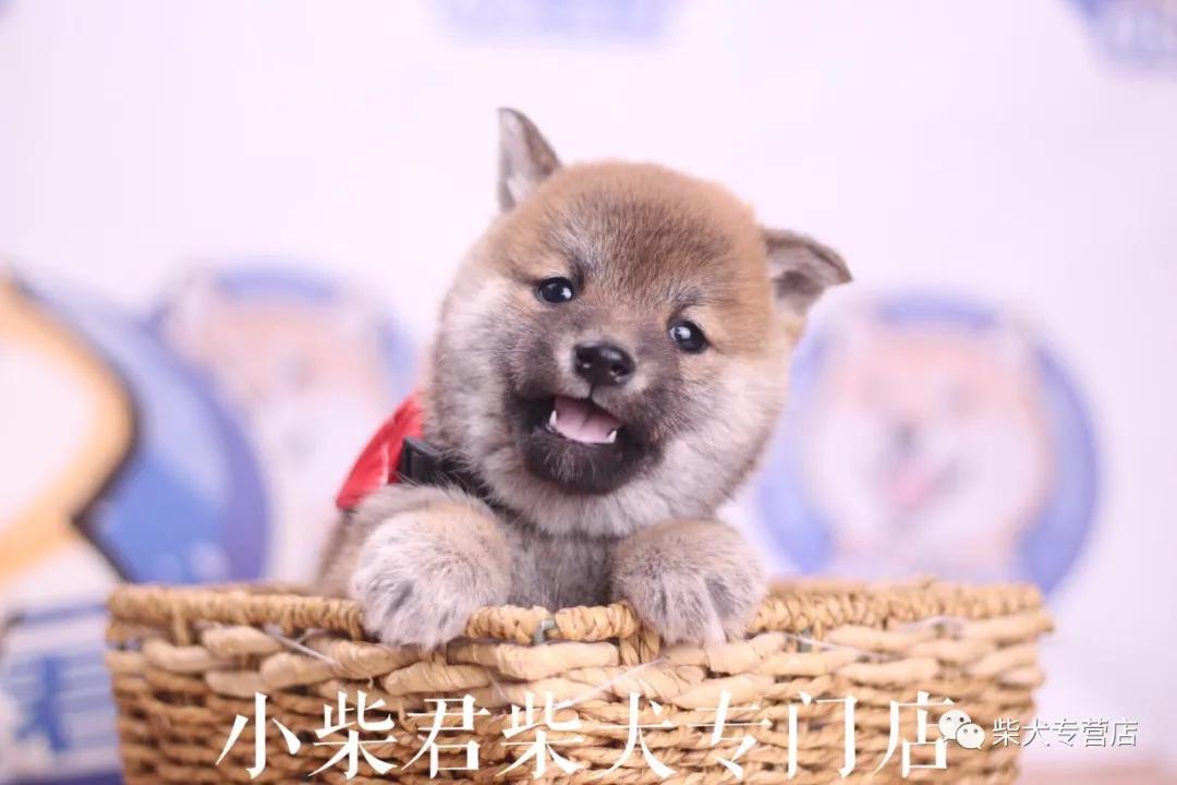 如何训练柴犬进食和排便,最简单有效的方法就在这里啦