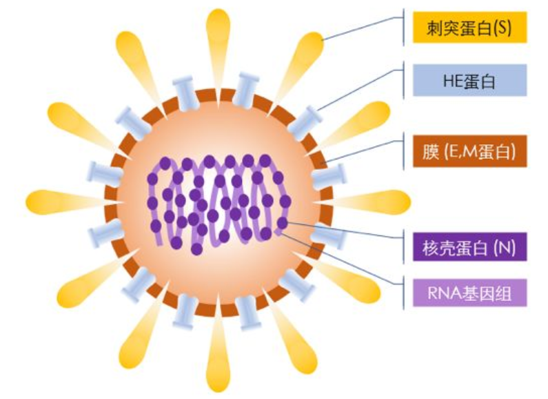 之所以叫做"冠状病毒",是因为在电子显微镜下,病毒边缘上的突起——刺