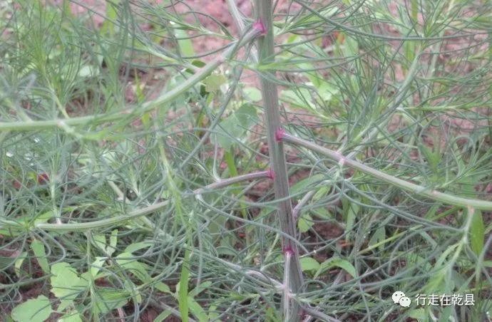 乾地花木麦黄草香丝草野菊花风轮草和猪毛缨