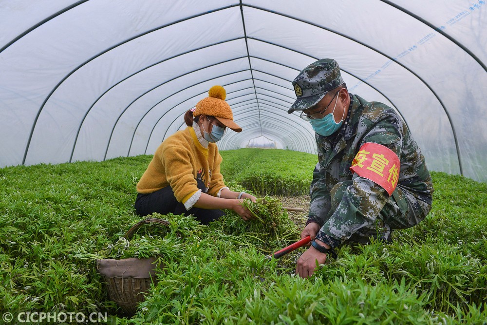 湖北云夢(mèng)：民兵和志愿者幫村民收割藜蒿(圖6)