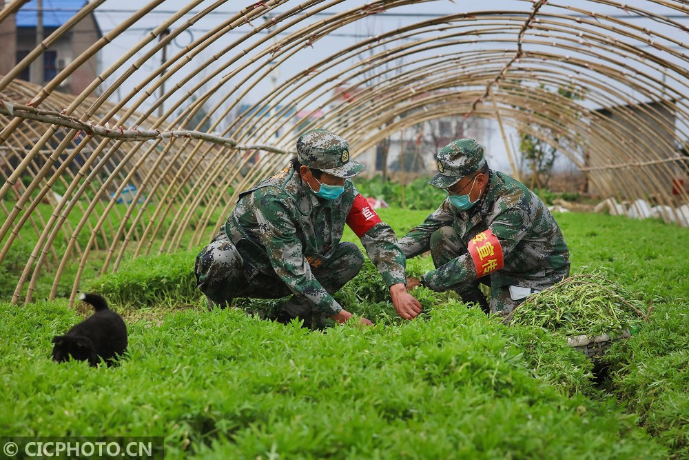 湖北云梦：民兵和志愿者帮村民收割藜蒿(图5)