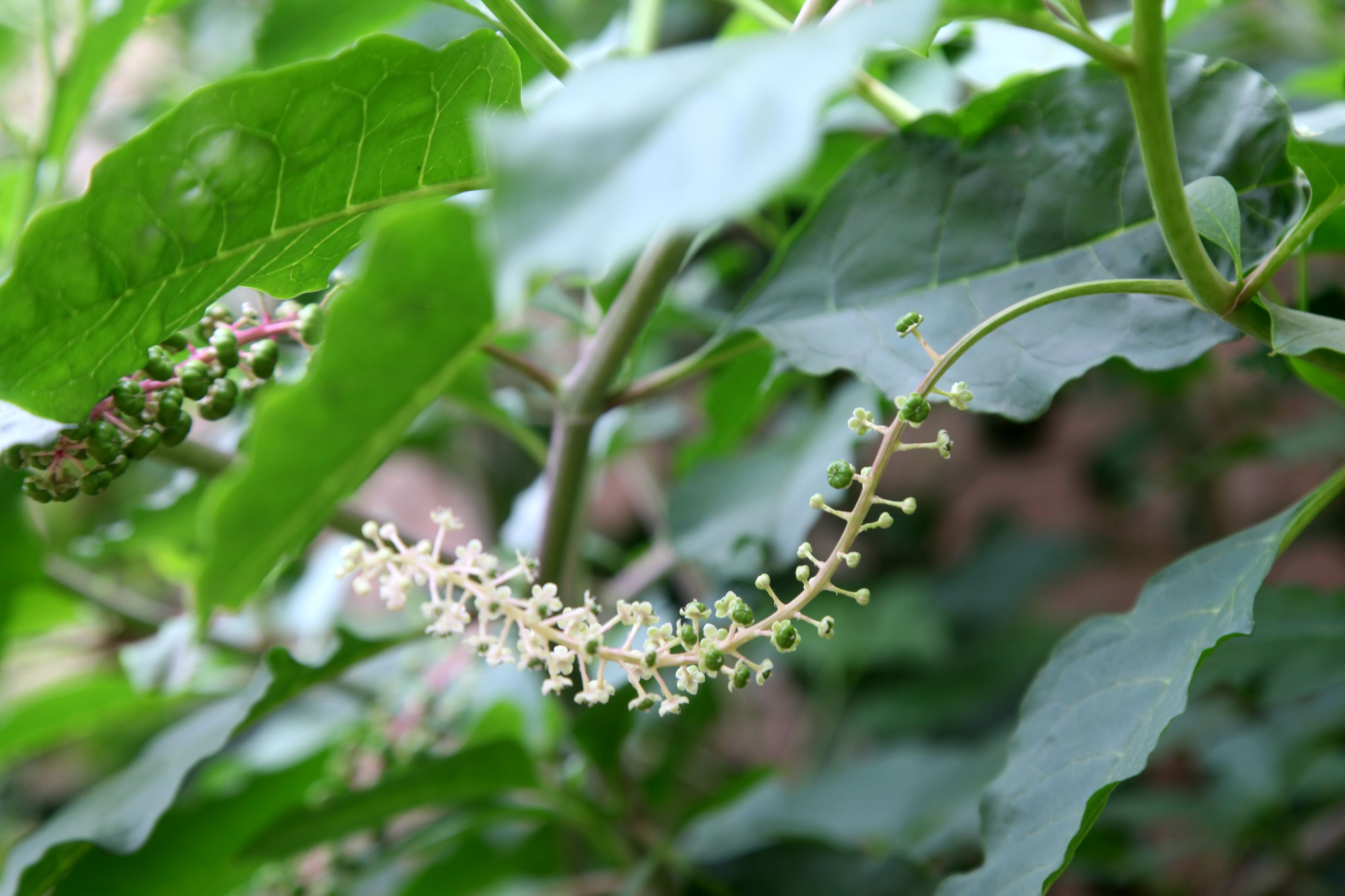 图为"人参"上的花果,象葡萄一样的形状,不同的是它前段开花后边已经