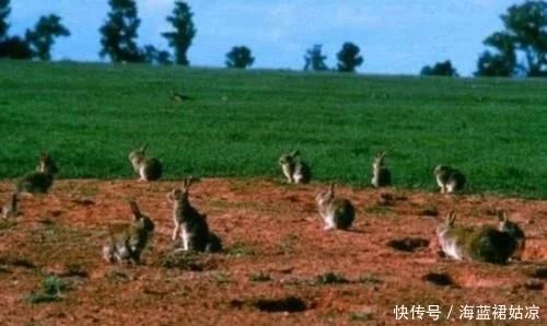 為什麼澳洲人不願意吃兔子 寵物 第4張