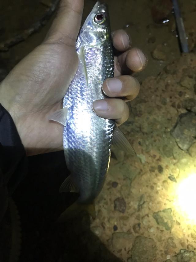 乌龟怎么钓怎么用钩 10fe360ede454e5da34b74e50a7aacff.jpeg