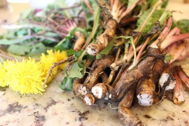 婆婆丁治病功效 1b36ae51e679422081bc72e7f15aea2d.jpeg