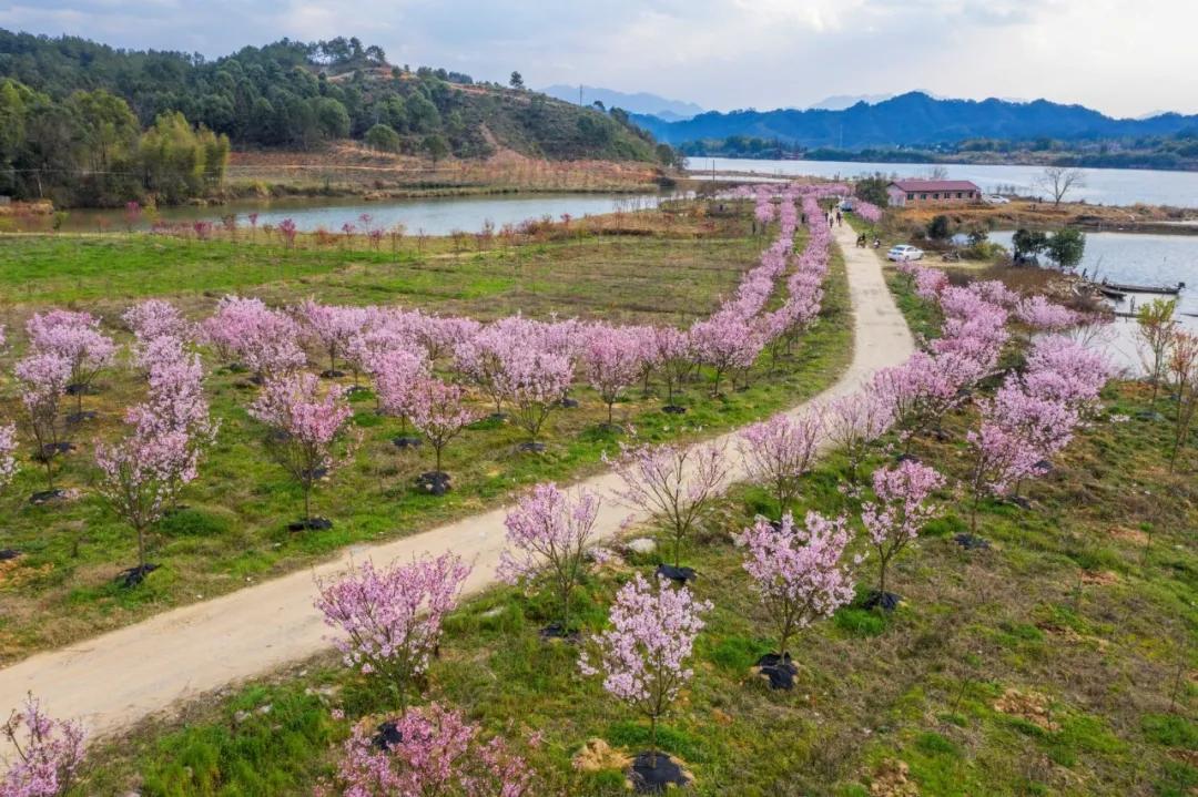 春暖时节,武宁县北湾半岛樱花园里的上万株香水樱竞相绽放,美不胜收