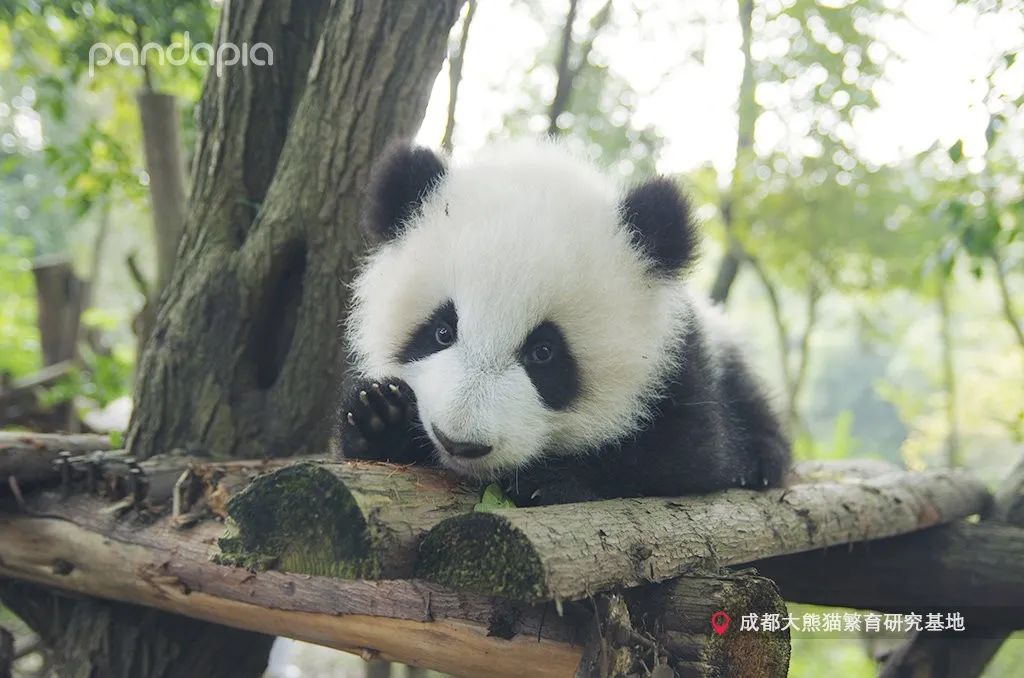 成浪是2019年6月11日在基地诞生的大熊猫双胞胎中的