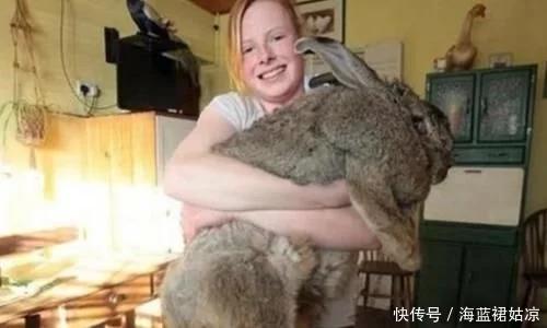 為什麼澳洲人不願意吃兔子 寵物 第3張