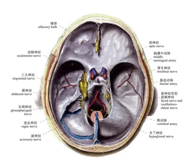 头部局部解剖学图谱