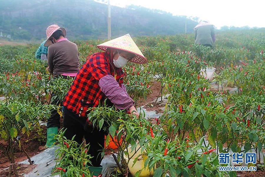 "市民农庄"农业生产基地里,工人正在采摘辣椒.