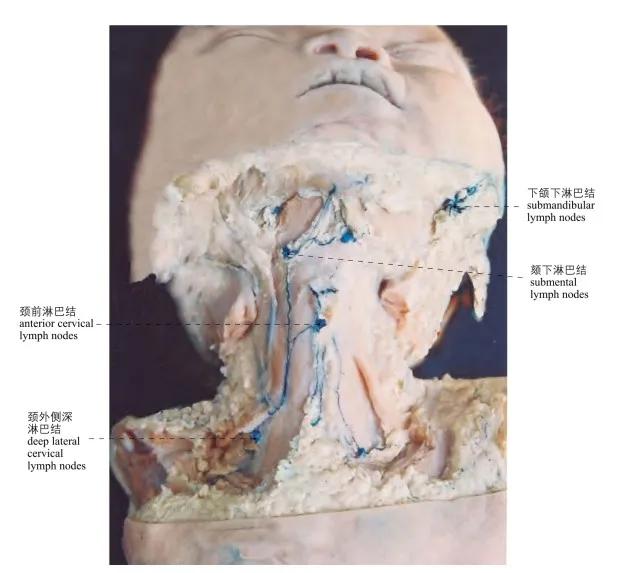 头部局部解剖学图谱